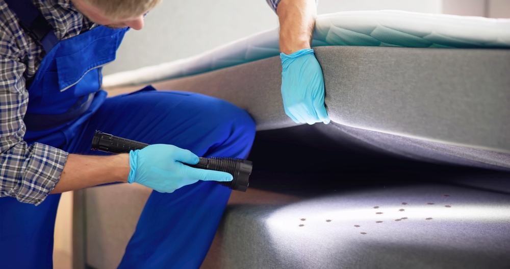 Featured image for Bed Bug Treatment: Effective Strategies for a Pest-Free Home