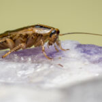 A close-up side view of a brown German cockroach standing on a rough, translucent surface with purple and white hues—perfect for identification and learning effective control tips. Its antennae are extended forward as the background fades out of focus.