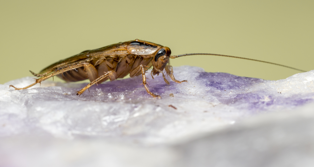 Featured image for German Cockroaches: Identification and Control Tips