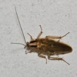 A brown cockroach with long antennae and spiny legs is seen from above on a plain, light-colored surface, making German Roach Identification key for effective Roach Control Strategies.