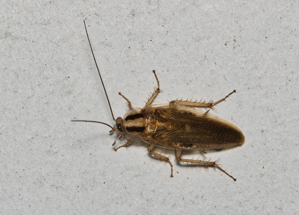 A brown cockroach with long antennae and spiny legs is seen from above on a plain, light-colored surface, making German Roach Identification key for effective Roach Control Strategies.