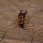 A close-up of a pincher bug, also known as an earwig, with pincers, brown body, and yellowish legs rests on a rough, circular tree stump—perfect for identification and control tips.