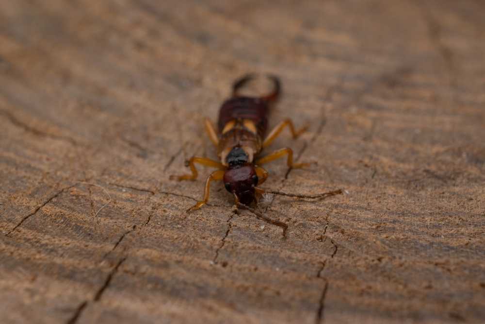 A close-up of a pincher bug, also known as an earwig, with pincers, brown body, and yellowish legs rests on a rough, circular tree stump—perfect for identification and control tips.