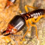 Close-up of a soldier termite on a sandy surface, showing its dark, elongated head with large mandibles—a key feature for any termite guide. Another subterranean termite is partially visible in the background.