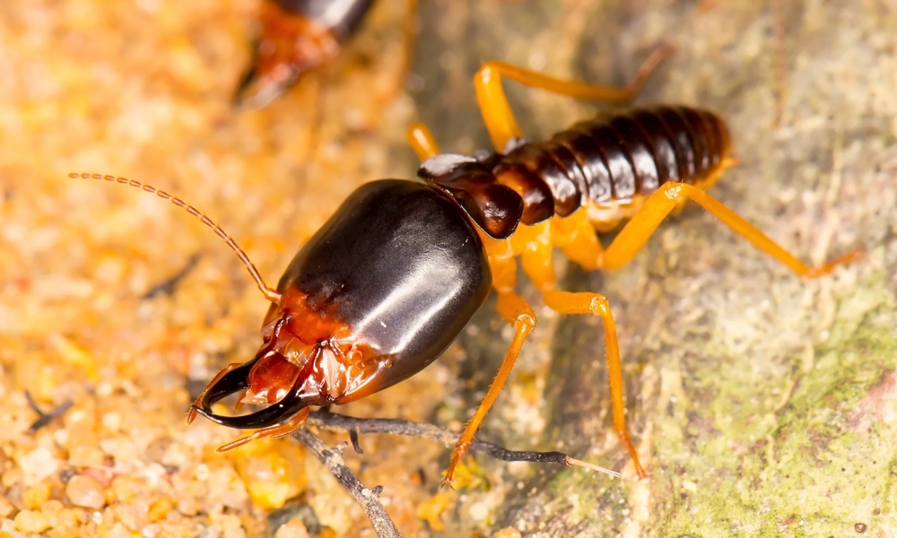 Featured image for Subterranean Termites: Essential Guide And Prevention