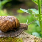 A brown snail with a spiral shell moves across a mossy rock, surrounded by green leaves and blurred vegetation—a tranquil scene showcasing the diversity of snail types in their natural habitat.