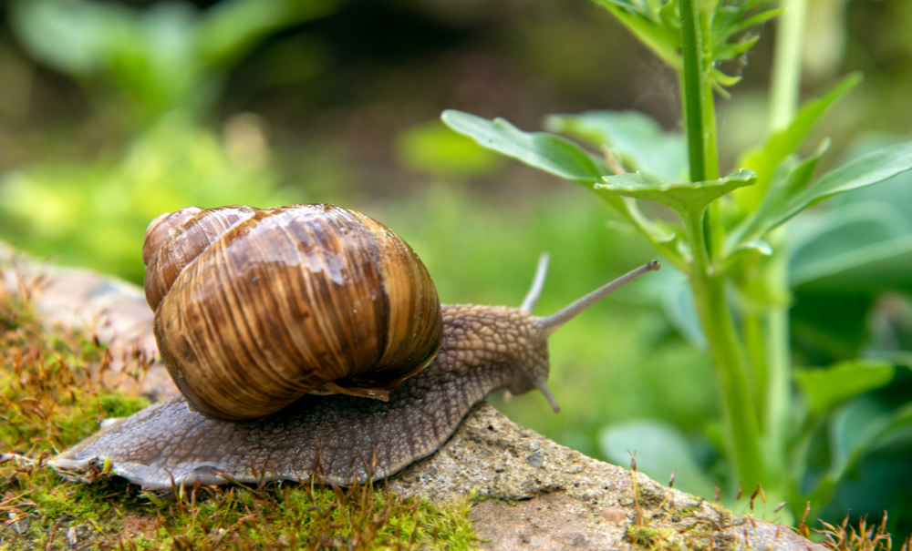 Featured image for Snails: Types, Habitats, and Care