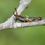 An Earwig bug with dark brown pincers and a segmented body is perched on a lichen-covered tree branch against a blurred green background, offering a clear view for identification.