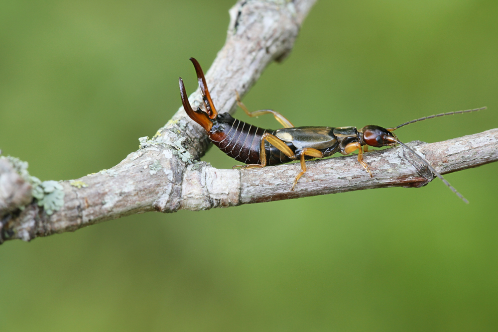An Earwig bug with dark brown pincers and a segmented body is perched on a lichen-covered tree branch against a blurred green background, offering a clear view for identification.