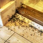 Hundreds of small black ants are gathered and crawling along the corner of a wooden floor and wall inside a home near a doorway, leaving homeowners searching for how to get rid of ants in house quickly.