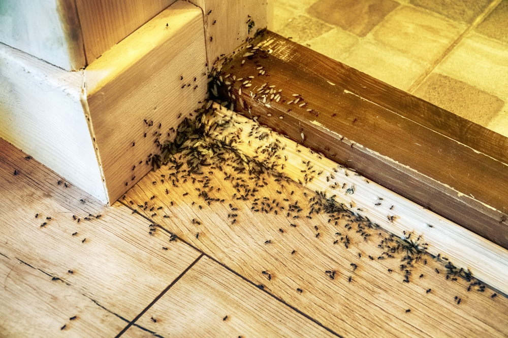 Featured image for How to Get Rid of Ants in House: Effective Tips for a Pest-Free Home