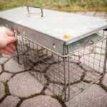 A person’s hand is opening the door of a metal mouse trap, which sits on a tiled outdoor surface. The rectangular trap, commonly used for rodent control, has a mesh body and a solid metal top with a handle.