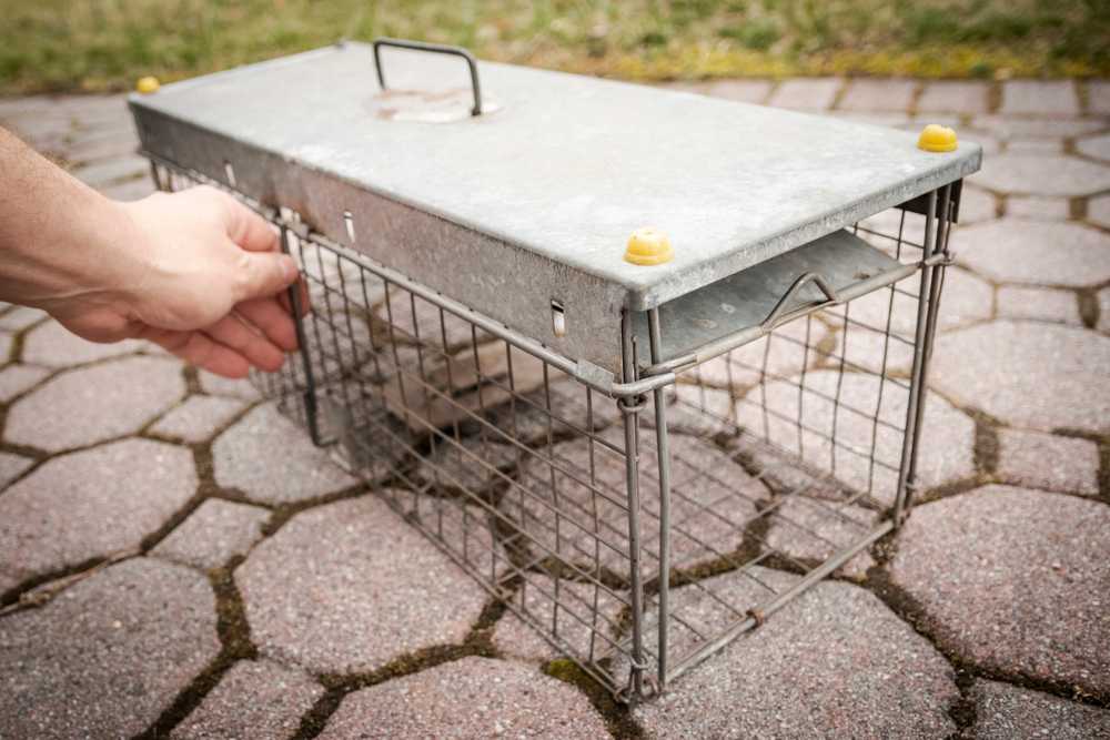 Featured image for How to Set a Mouse Trap: Easy & Effective Rodent Control