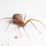 A close-up view of a brown spider with long legs on a white surface shows small debris nearby—highlighting key differences that help distinguish it from look-alike species such as the Brown Recluse.