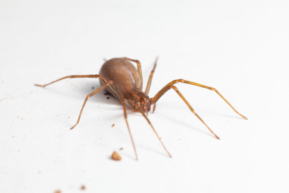 Featured image for Identifying the Brown Recluse Look Alike: Key Differences to Know