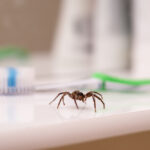 A close-up of a spider, possibly one of the poisonous spiders, on a white bathroom countertop, with a green toothbrush and a blurred toothbrush holder in the background.