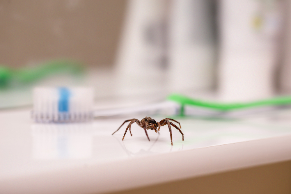Featured image for Poisonous Spiders: ID, Risks & Treatment Guide