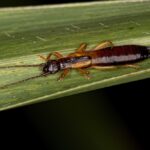 A close-up of an earwig, often linked to pincher bug infestations, with long antennae and pincers on its abdomen, resting on a green leaf.