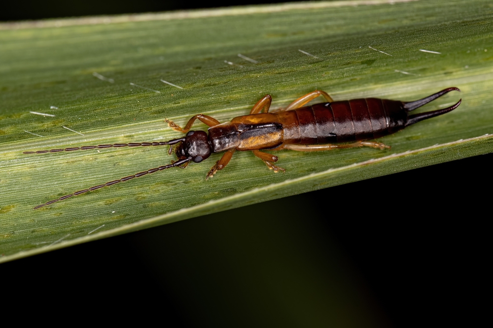 A close-up of an earwig, often linked to pincher bug infestations, with long antennae and pincers on its abdomen, resting on a green leaf.