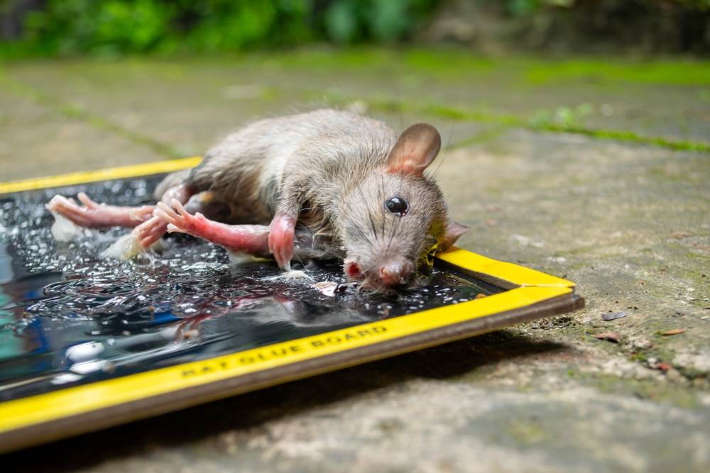 A dead rat lying on its side, stuck to a yellow-edged glue trap labeled “rat glue board,” on a stone surface outdoors—showcasing one of the best mice traps for your home.