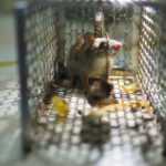 A mouse inside a metal Best Mouse Trap on a tiled floor, with food scraps scattered around. The mouse gazes upward toward the light above—a clear example of effective rodent control in action.