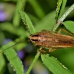 A close-up view of a brown cockroach, possibly one of the German roaches, perched on green leaves with water droplets, set against a blurred background—ideal for discussions on identification and control strategies.