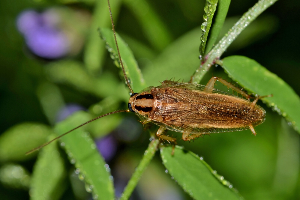 Featured image for German Roaches: Identification and Control Strategies
