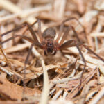 A close-up of a brown Recluse Spider standing on dry, brown grass and wood debris. The spider has long legs and is facing the camera, with its body and eyes in focus for easy identification.