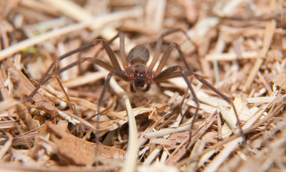 Featured image for Recluse Spider: Identification and Prevention Tips