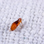 A close-up of a brown flea on a white woven fabric surface, ideal for identifying fleas that may affect pets, showing the insect’s body and legs in detail against the textured background.