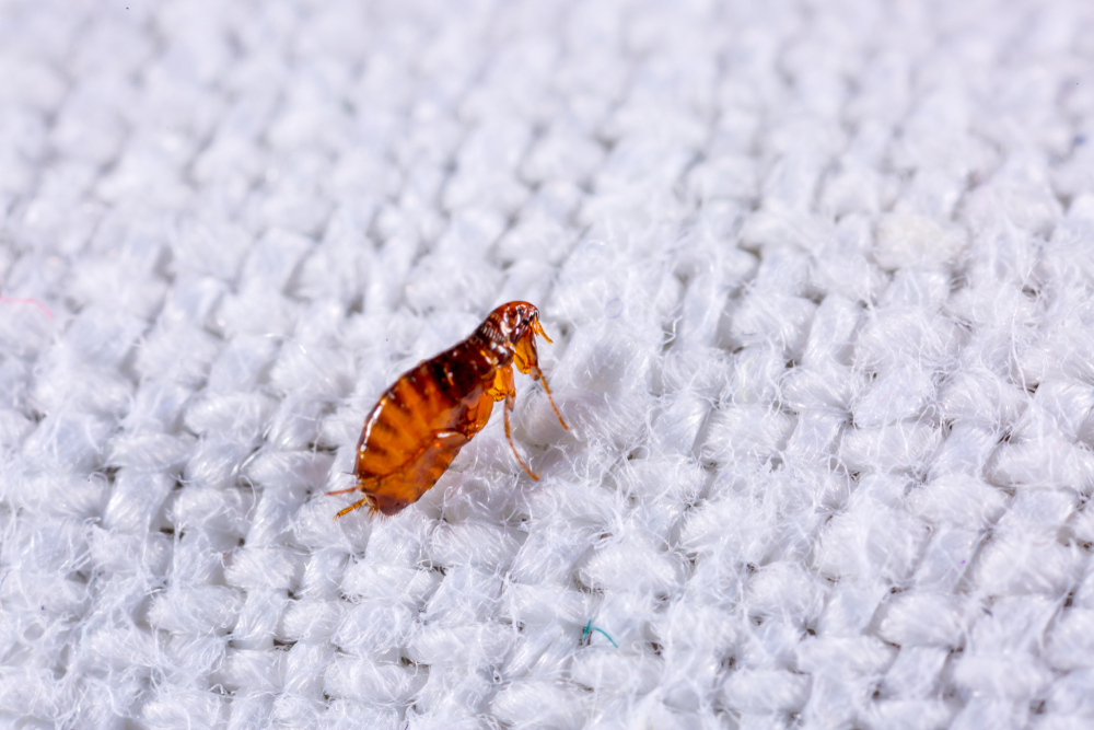 Featured image for Fleas on Pets and Surfaces: Identifying What Do Fleas Look Like?