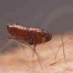 Close-up image of a brown flea with visible legs and body segments, standing on light brown hair, showing where fleas come from and highlighting the need to know how to stop fleas effectively.