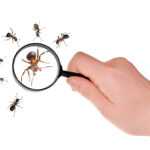 A hand holds a magnifying glass over a group of ants on a white background, enlarging one ant while several others surround it—highlighting the need for effective ant control.