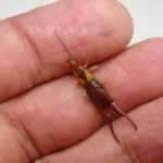 A close-up of a person’s hand holding an earwig insect, revealing its brown segmented body, long antennae, and prominent pincers—challenging common earwigs myths about whether these insects are dangerous.