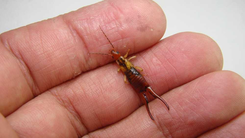 Featured image for Are Earwigs Dangerous? Myths and Facts You Should Know