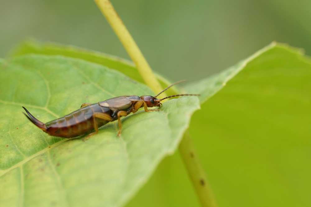 An earwig, showcasing its brown and yellow coloring and pincer-like forceps on its abdomen, stands on a green leaf with a blurred background—illustrating the unique features and potential earwig benefits in garden ecosystems.
