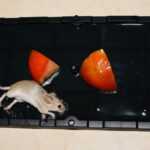 A small mouse is stuck in a black sticky trap baited with pieces of tomato and a blueberry, showing common choices for the best bait for rat trap, placed on a light-colored surface.