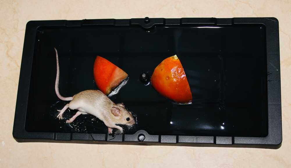 Featured image for Best Bait for a Rat Trap: What Works (and What Doesn’t)