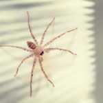A Brown Recluse spider with long legs is positioned on a white surface, with diagonal shadow lines from a window blind falling across part of the scene. Key differences distinguish it from a typical house spider.
