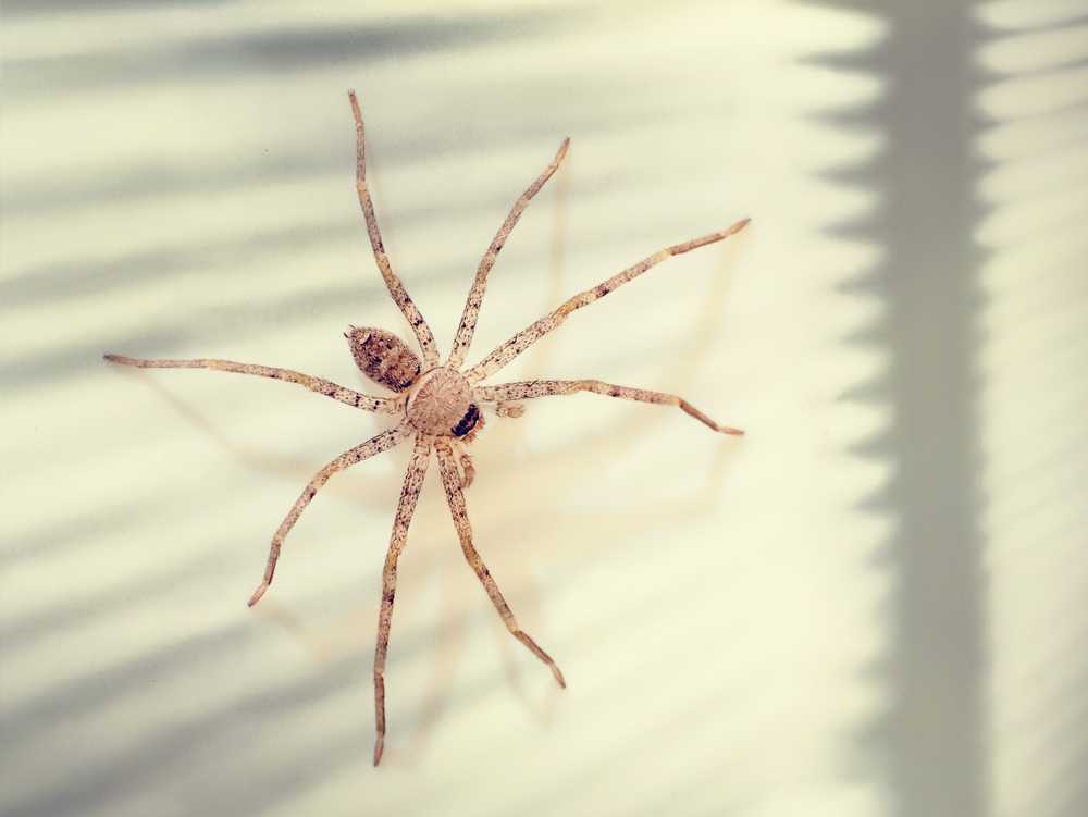 Featured image for Brown Recluse vs House Spider: Key Differences