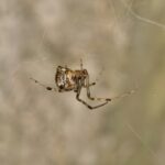 A close-up image of a spider hanging upside down in the center of its web, with a blurred brown and green background. The spider's legs are spread out and its body is patterned with brown and cream markings—recognizable signs for Brown Widow Bite safety tips.