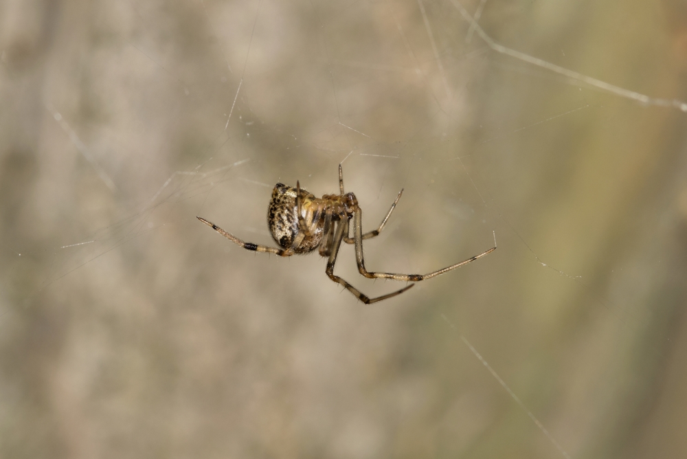 Featured image for Brown Widow Bite: Symptoms & Safety Tips
