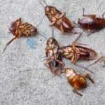 Several dead cockroaches lie on a rough, gray concrete surface—a clear sign that effective cockroach control and safe solutions have been implemented. The insects are scattered in various positions, with legs and antennae visible.