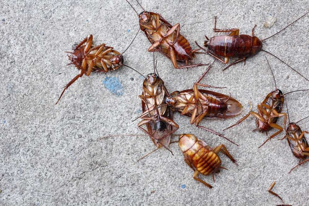 Several dead cockroaches lie on a rough, gray concrete surface—a clear sign that effective cockroach control and safe solutions have been implemented. The insects are scattered in various positions, with legs and antennae visible.