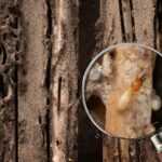 Close-up of damaged wood with visible termite tunnels, and a magnifying glass highlighting a group of termites, including a worker and soldier—emphasizing the need for effective termite control for home protection.