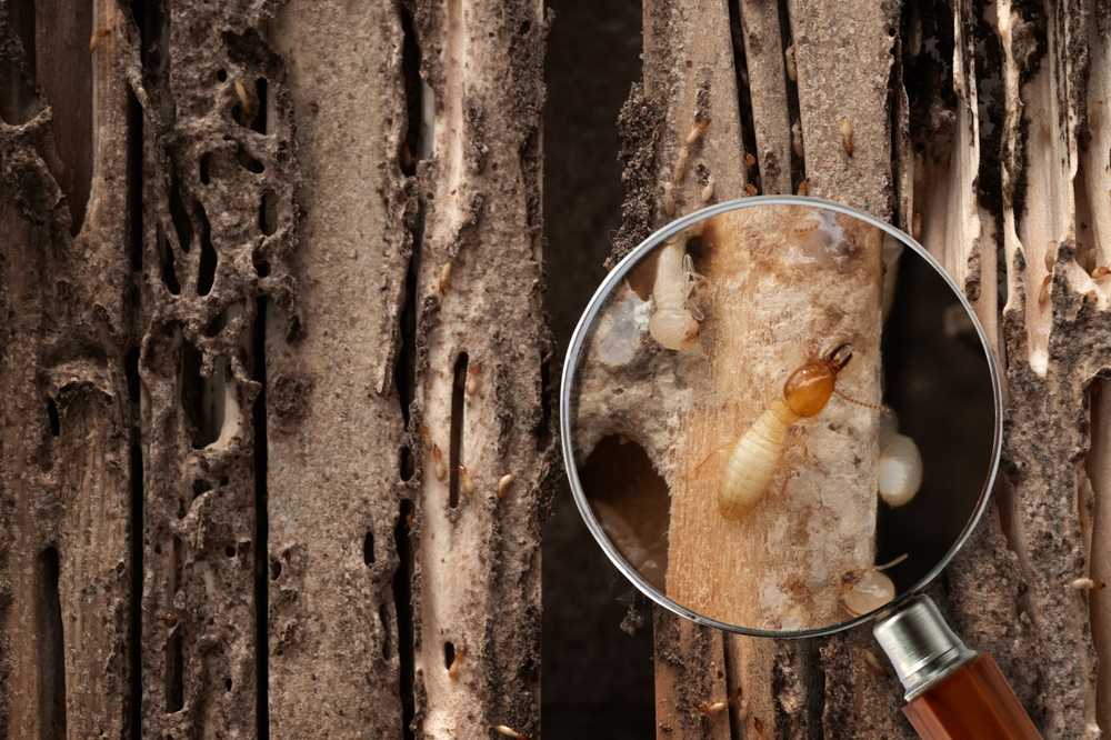 Close-up of damaged wood with visible termite tunnels, and a magnifying glass highlighting a group of termites, including a worker and soldier—emphasizing the need for effective termite control for home protection.