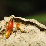 Close-up of two Dry Wood Termites on a rough, brown surface. One larger, orange termite with visible mandibles stands beside a smaller, lighter one—a clear example of signs to watch for before considering treatment. The background is dark and out of focus.