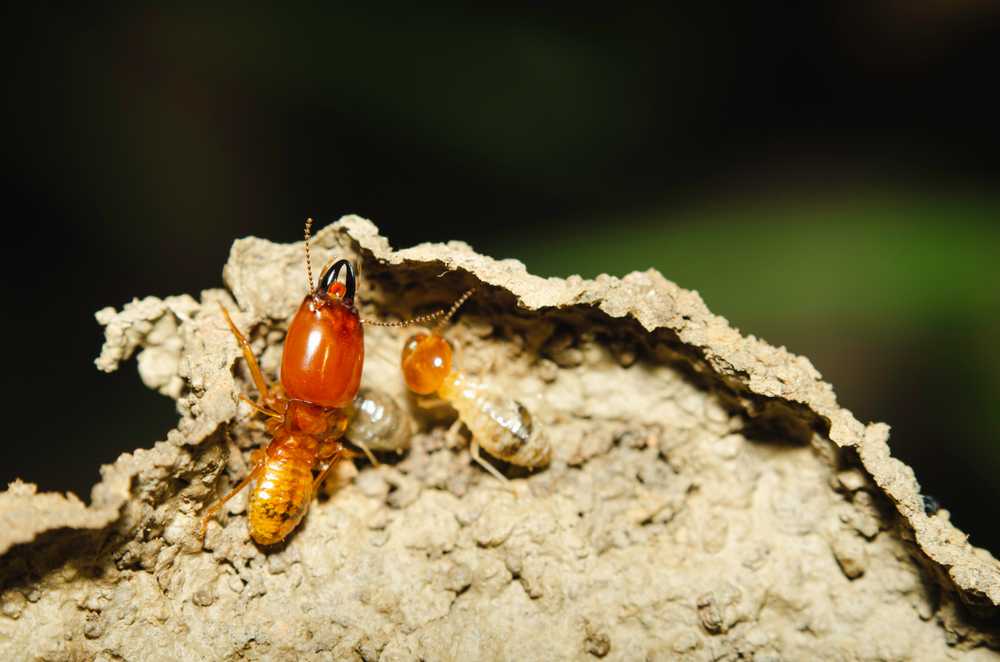 Close-up of two Dry Wood Termites on a rough, brown surface. One larger, orange termite with visible mandibles stands beside a smaller, lighter one—a clear example of signs to watch for before considering treatment. The background is dark and out of focus.