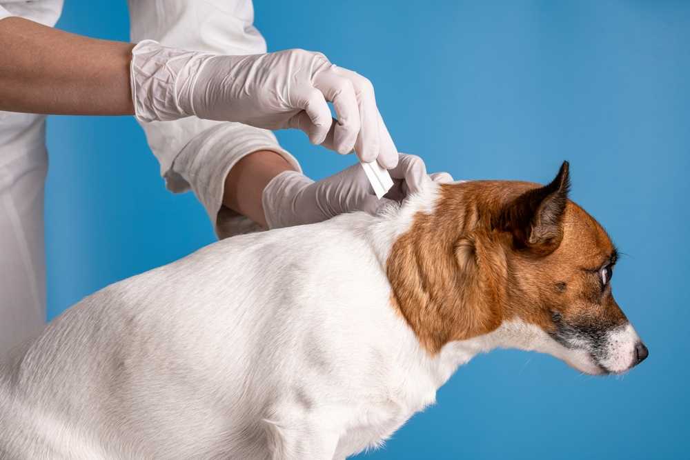 Featured image for Fleas in the House? Effective Flea Control Tips for Fast Relief