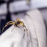 A close-up of a spider with yellow and brown legs crawling on the edge of a light-colored fabric, with a blurred background of clothing and hangers.